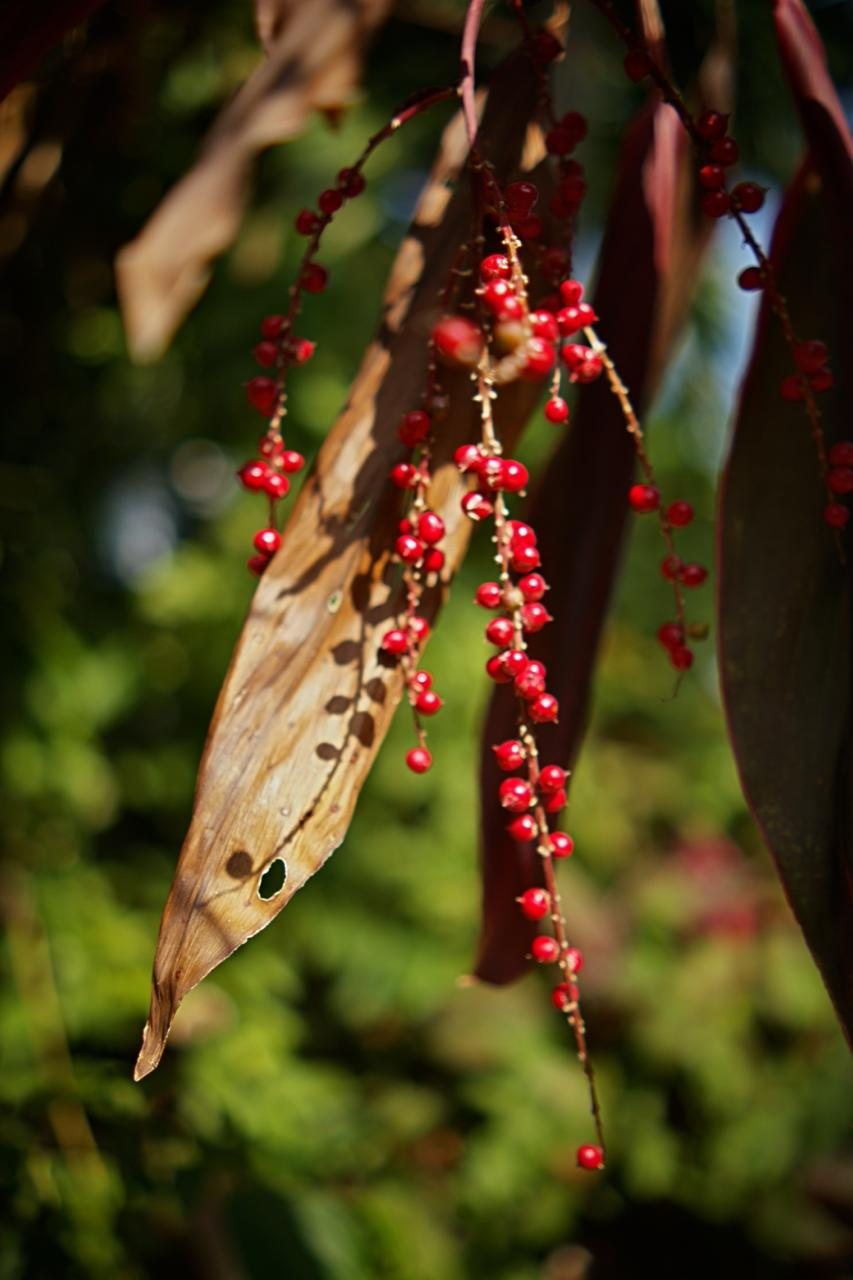 Red berries hanging in clusters from a flowering plant in the jungle garden, with sunlight catching the leaves