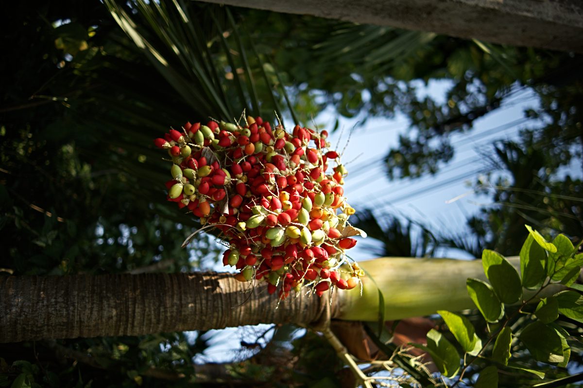 Permaculture garden — fruit trees, banana, papaya
