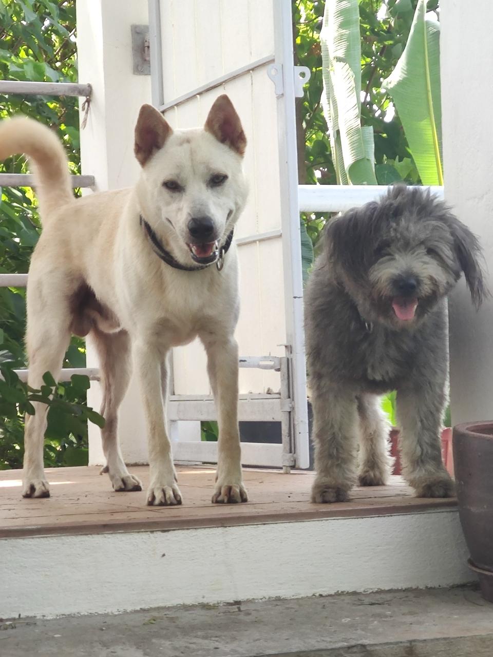 Dave the white dog and Sid the grey dog at The Ranch
